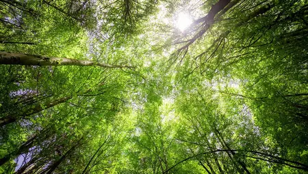 Light on trees in a forest